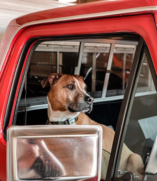 Duke the Shop Dog – BGW Construction LLC Duke the Shop Dog - BGW Construction LLC